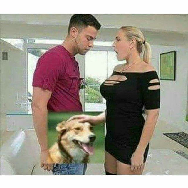 Que lindo perrito :v