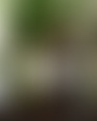 Model Feature - Distinction