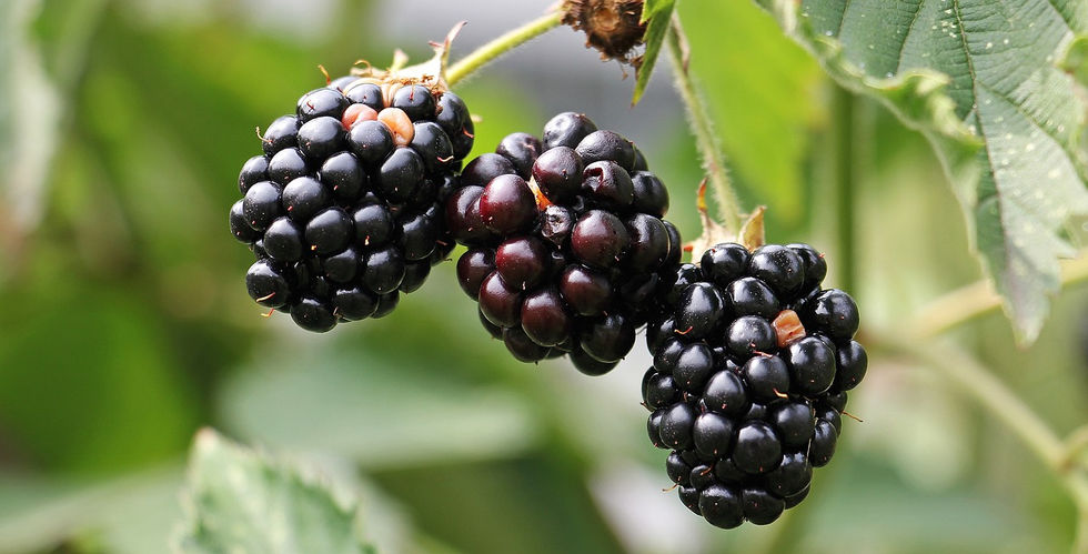 blackberries-gf5c8cbfd7_1280.jpg