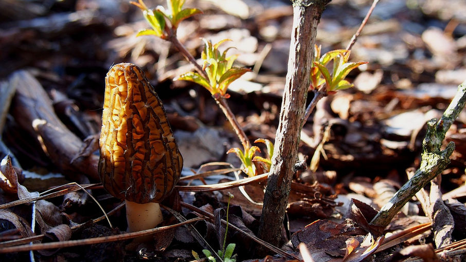 Morel Foraging.jpg
