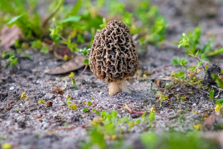 Morel Mushroom.jpg