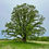 Thumbnail: Bur Oak