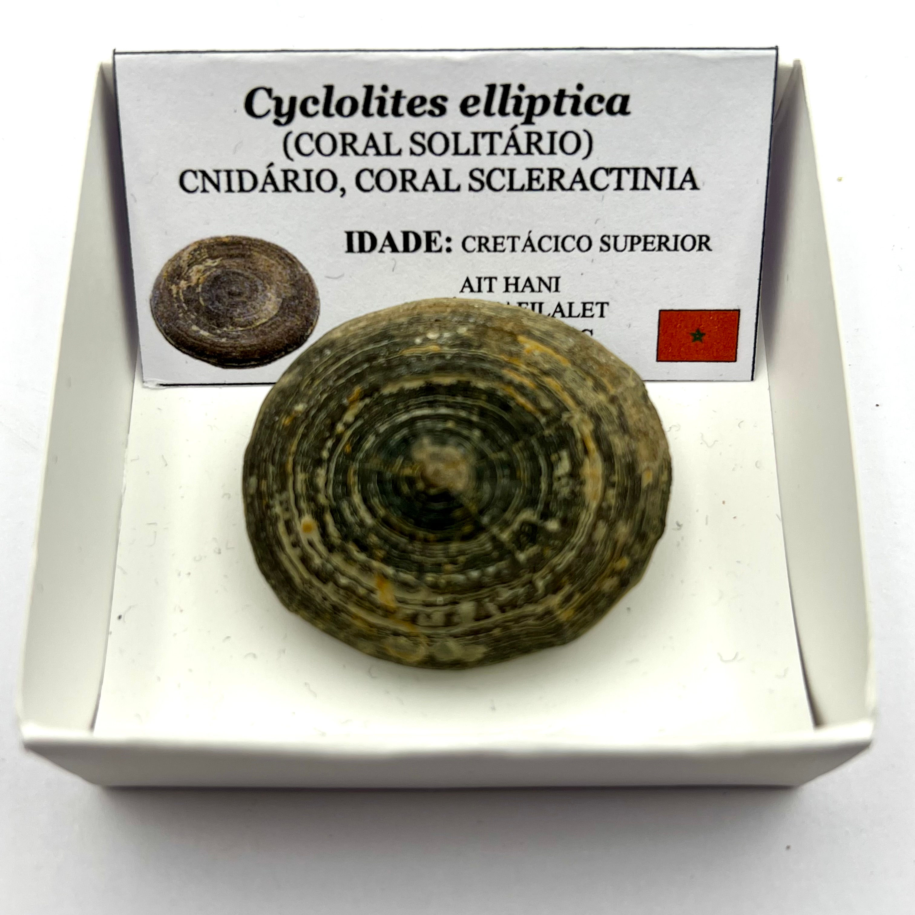 Cyclolites elliptica (Coral Solitário)