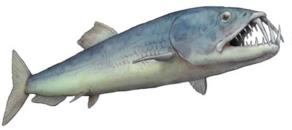 Miniatura: Dente de Enchodus libycus