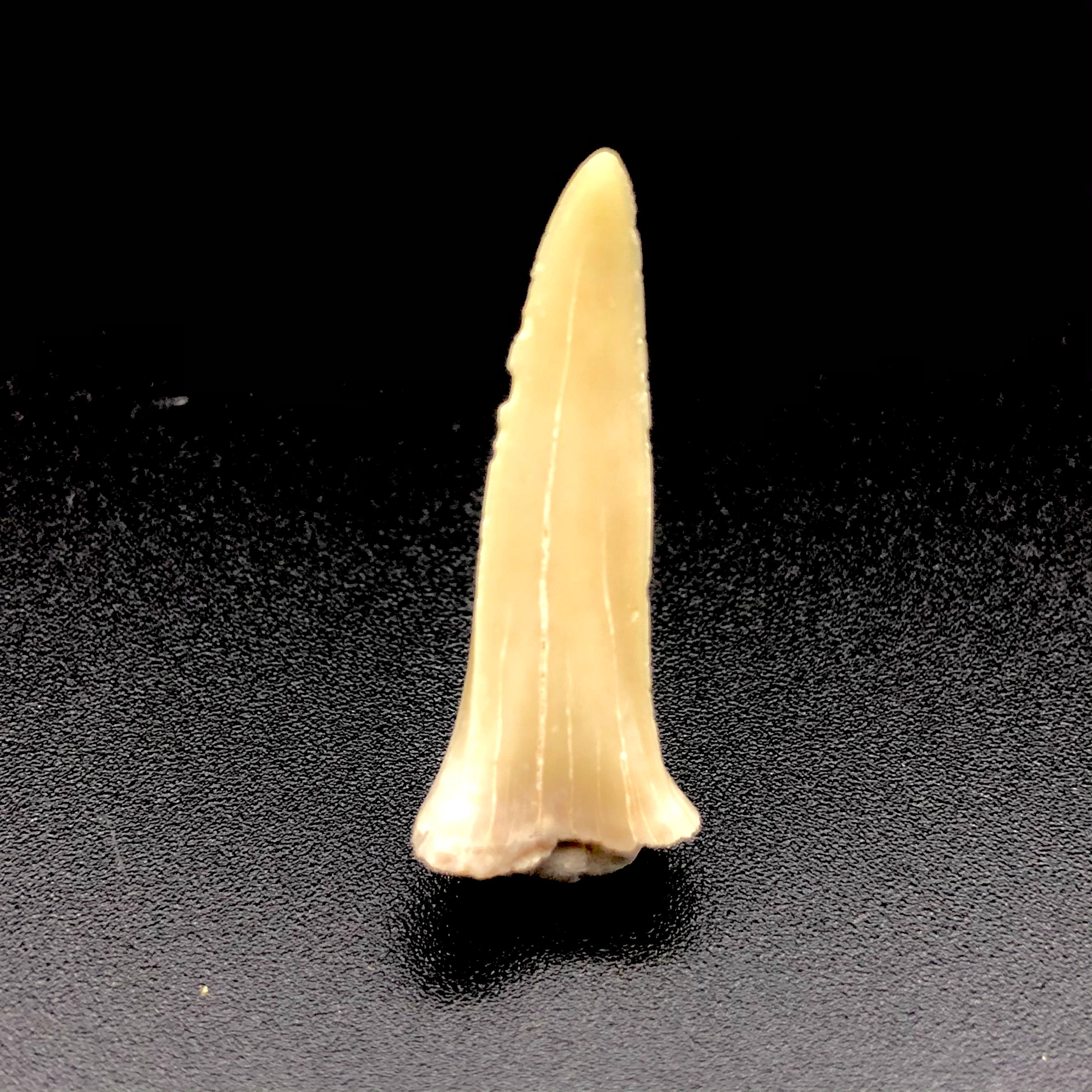 Dente de Tubarão de Areia