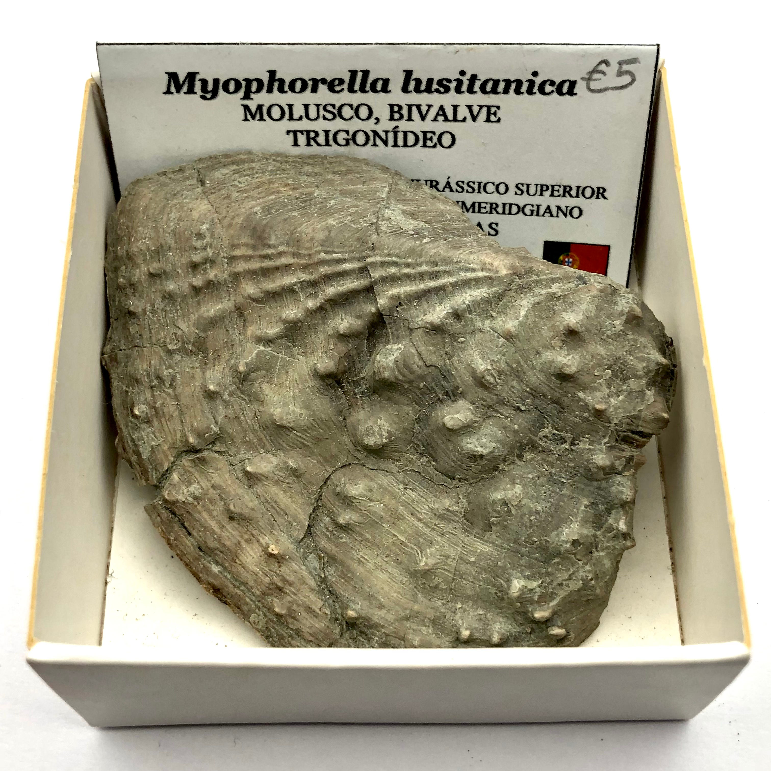 Myophorella lusitanica