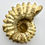 Thumbnail: Douvilleiceras sp. (Ammonite)