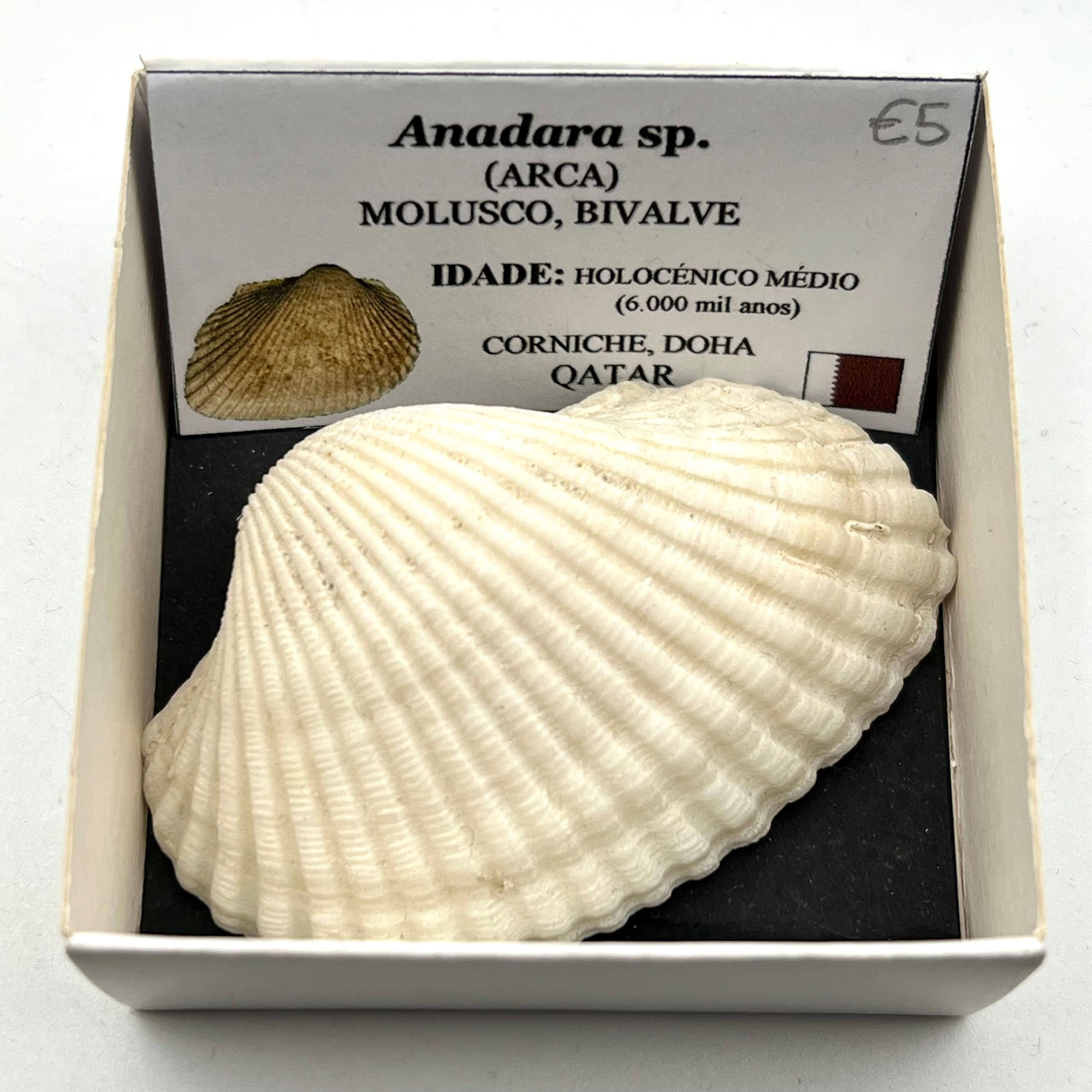 Anadara (Arca)