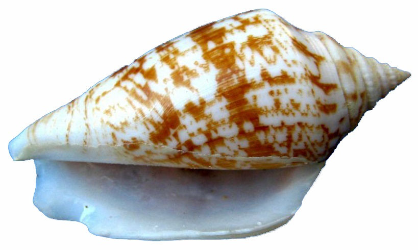 Miniatura: Conomurex persicus