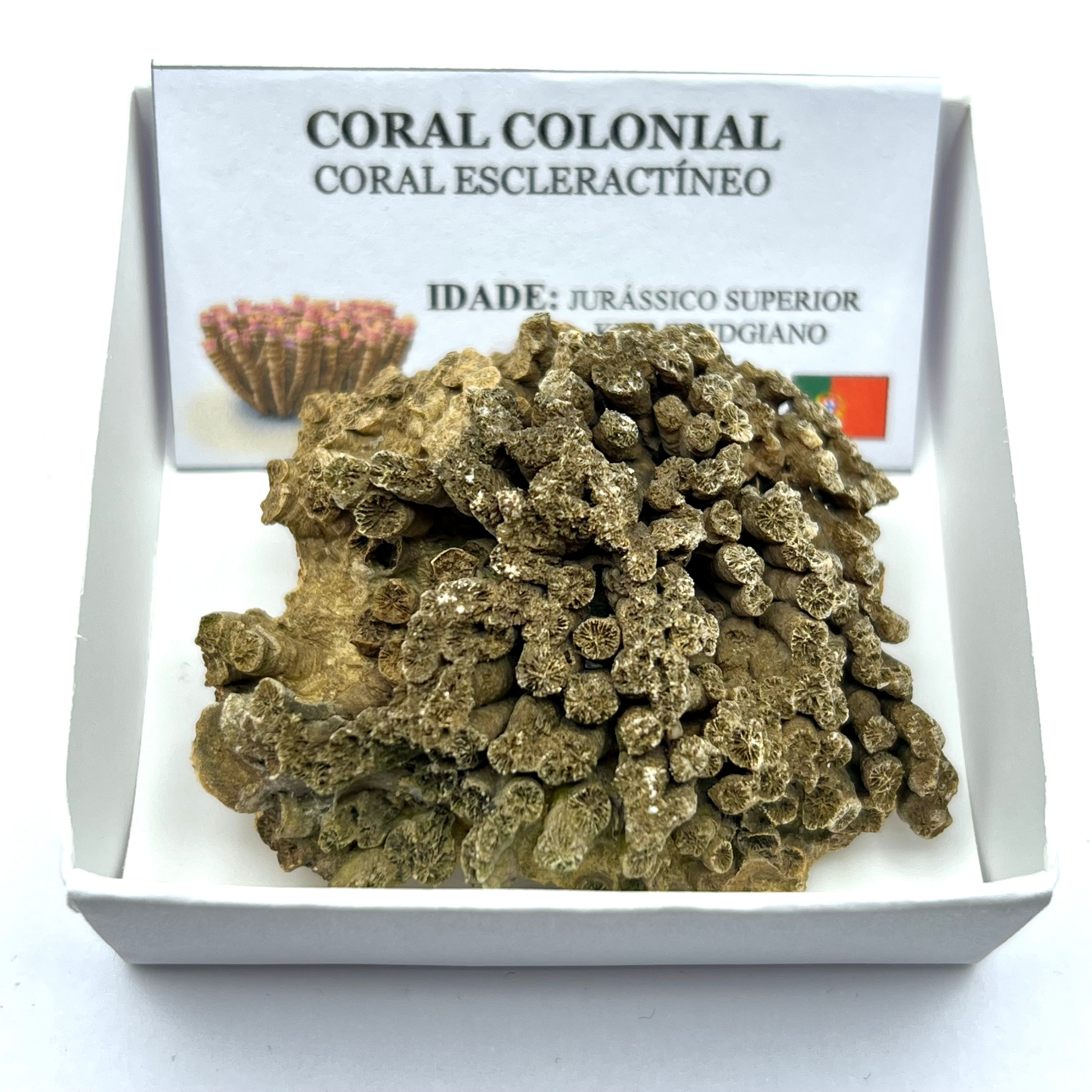 Coral Colonial