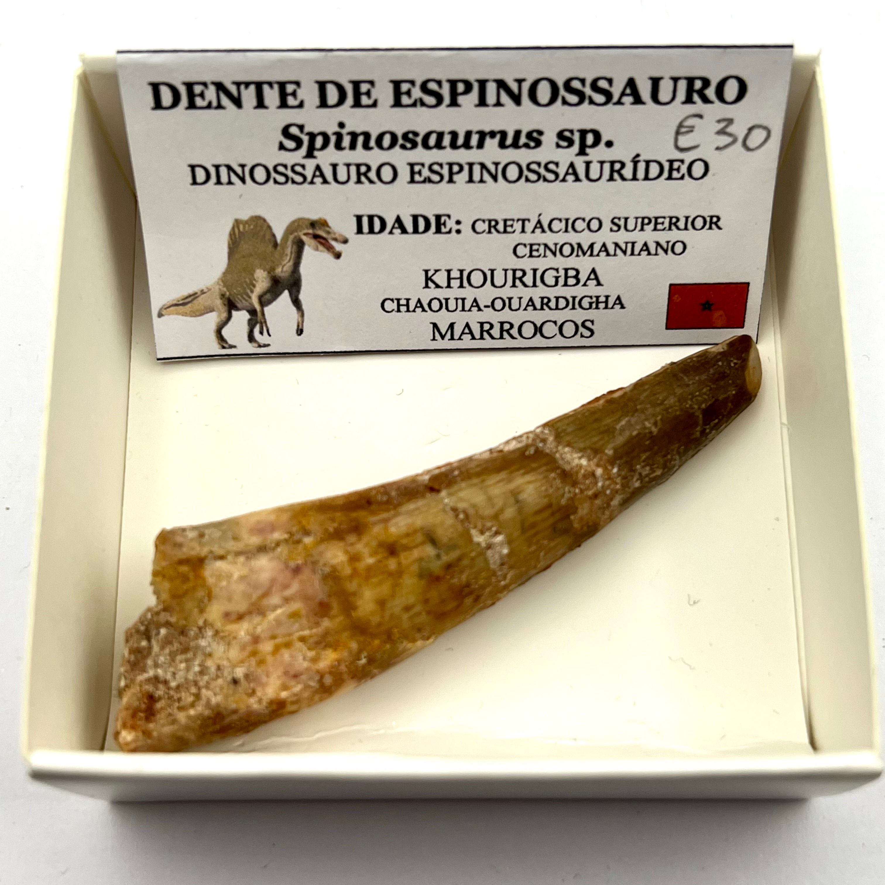 Dente de Espinossauro