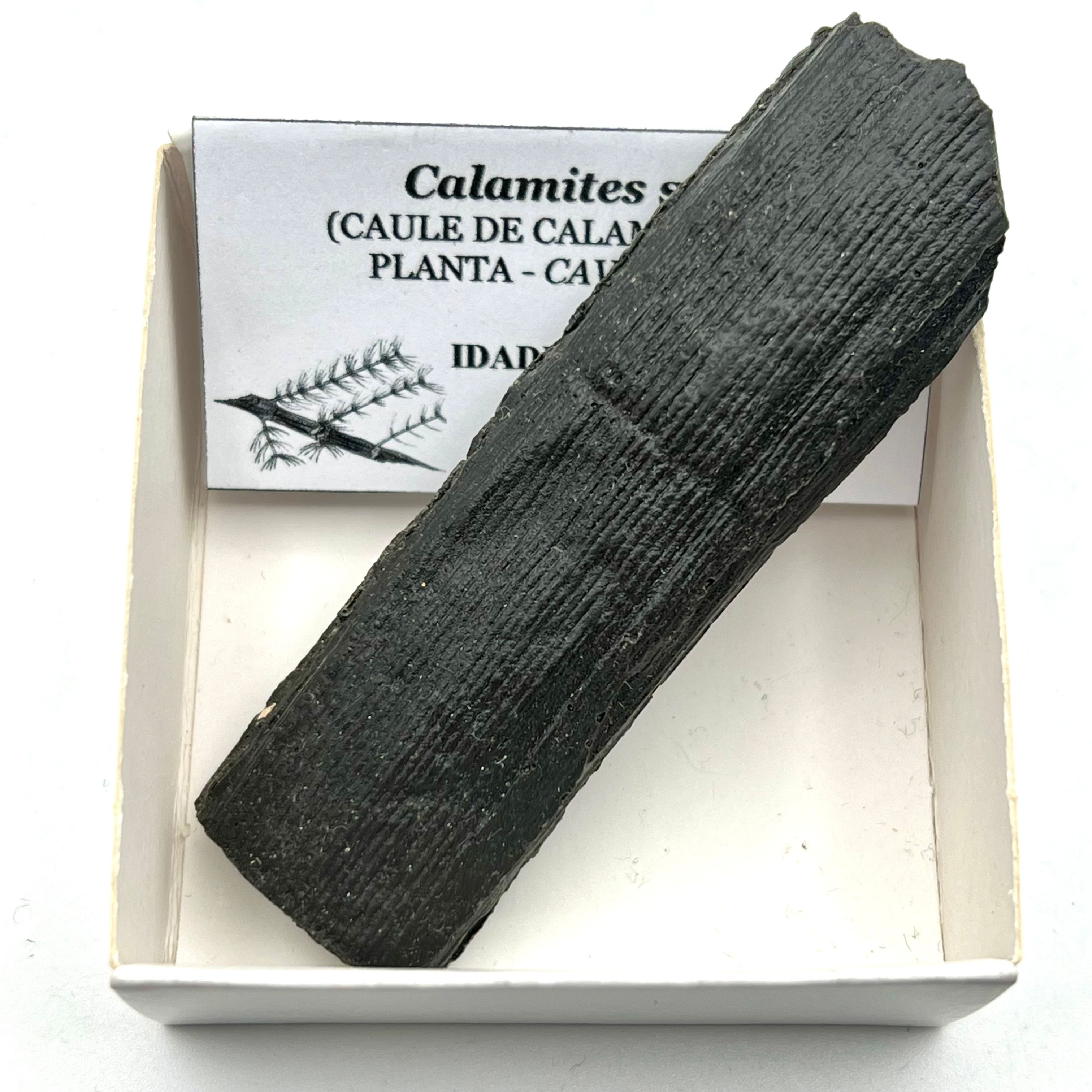 Calamites (RÉPLICA)