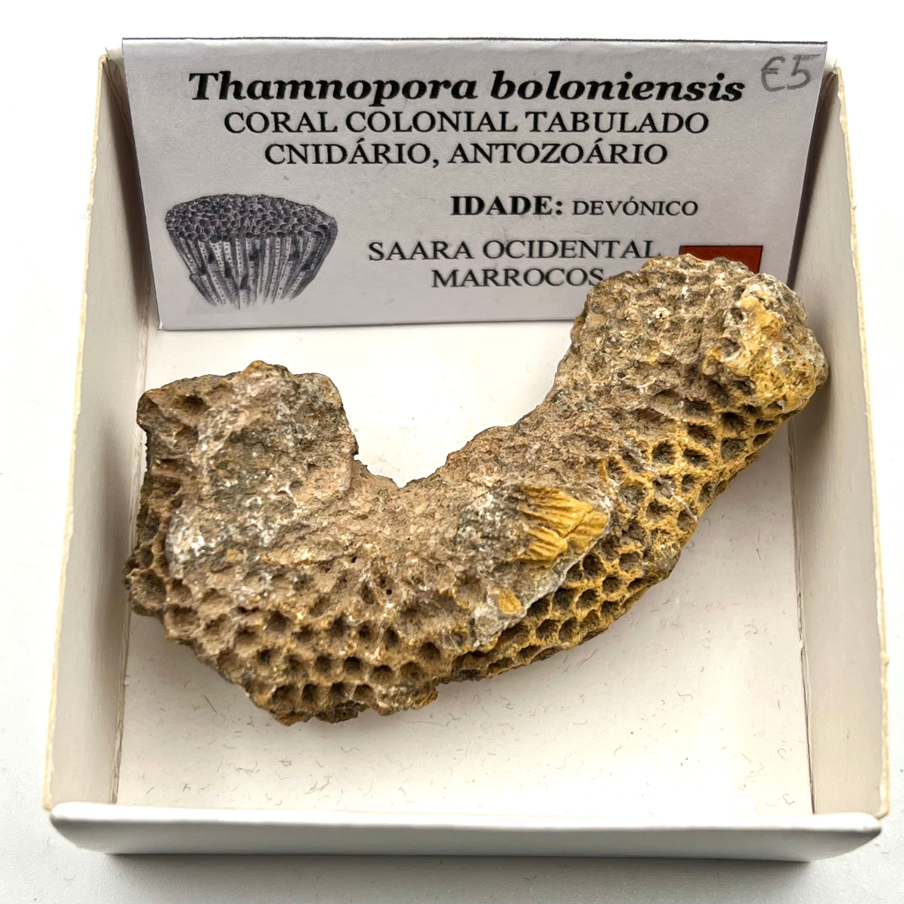 Thamnopora boloniensis (Coral Tabulado)