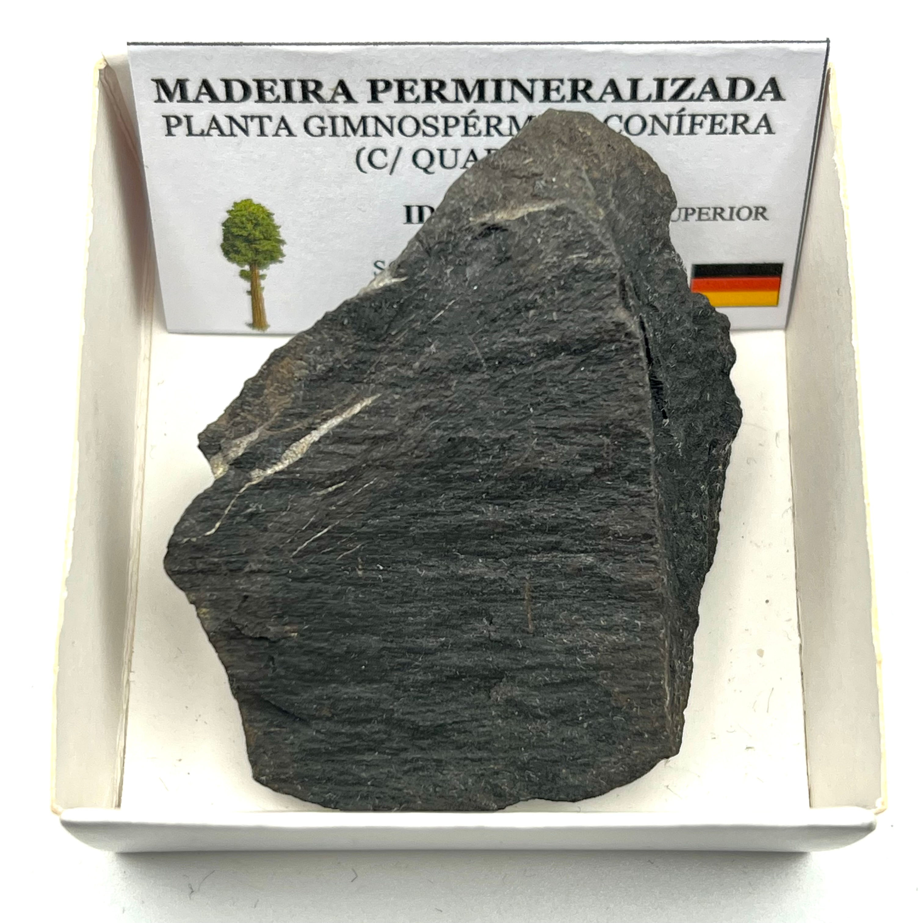 Madeira Permineralizada