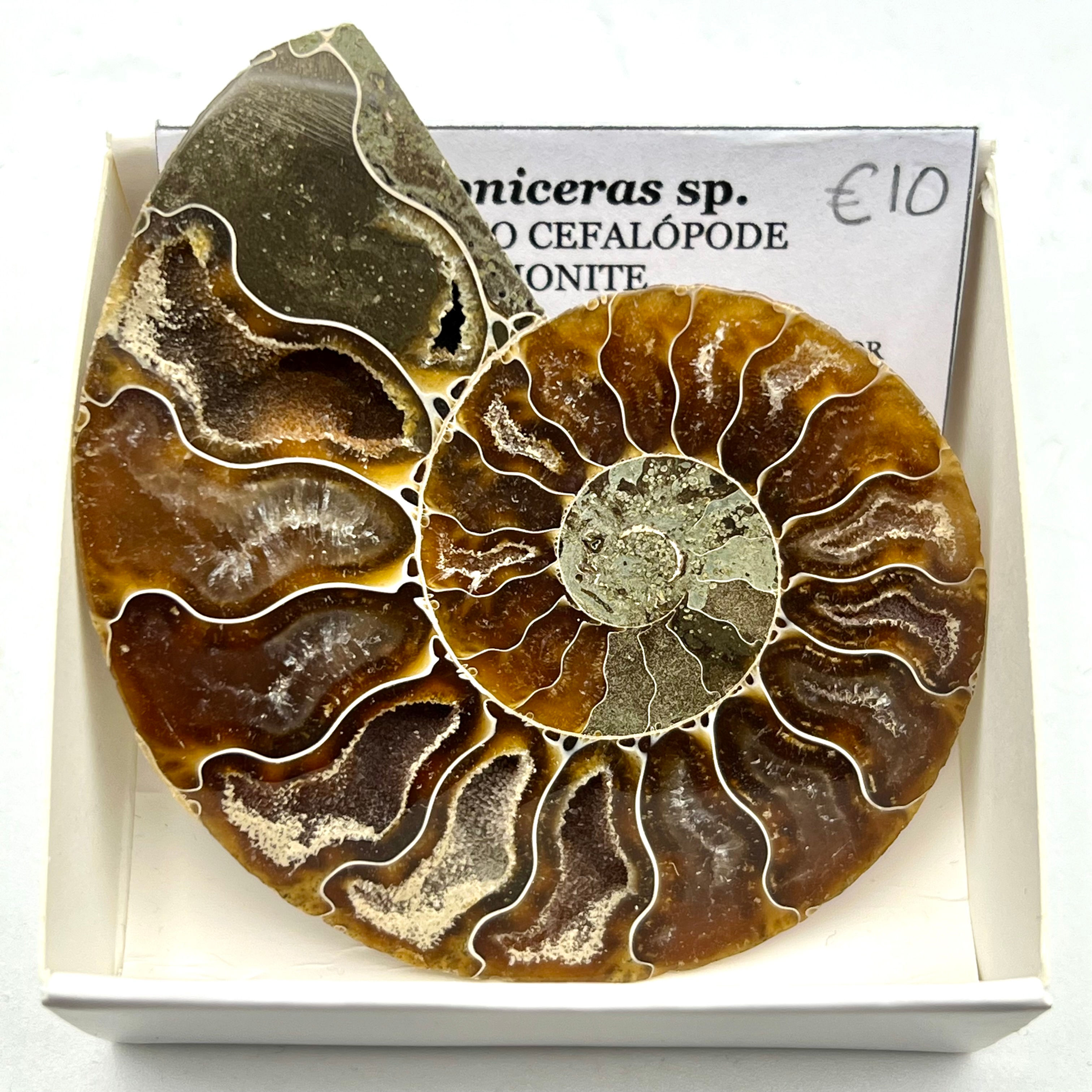 Cleoniceras sp. (Amonite)