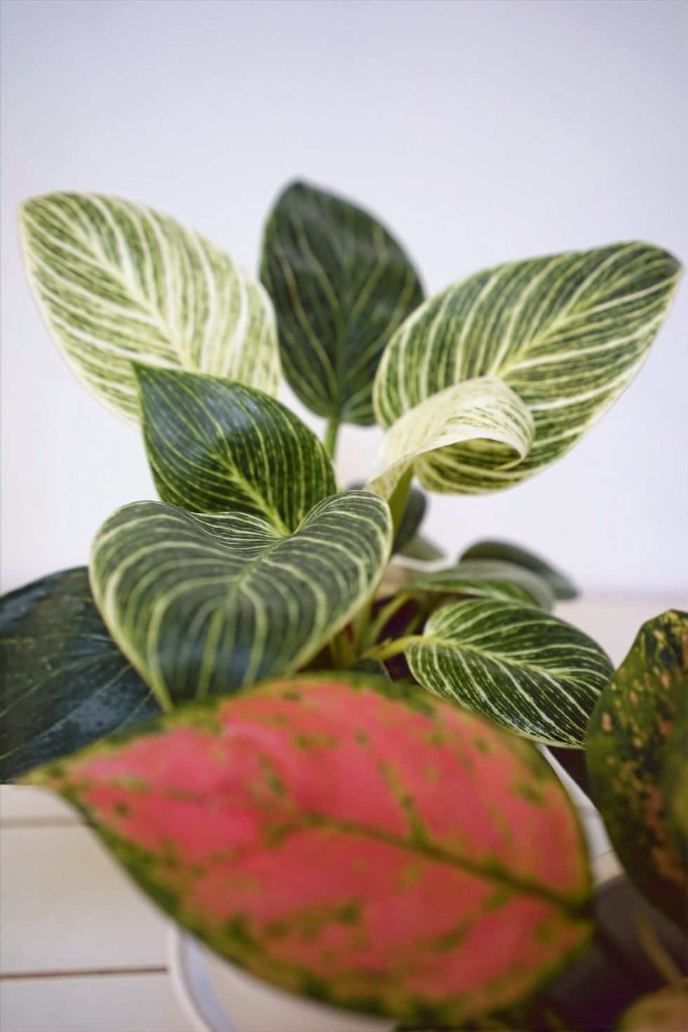 Thumbnail: Vertical space houseplant bundle
