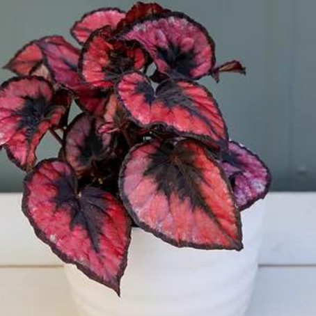 10 houseplants with showstopping leaves