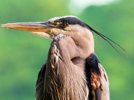 Wildlife Portraits