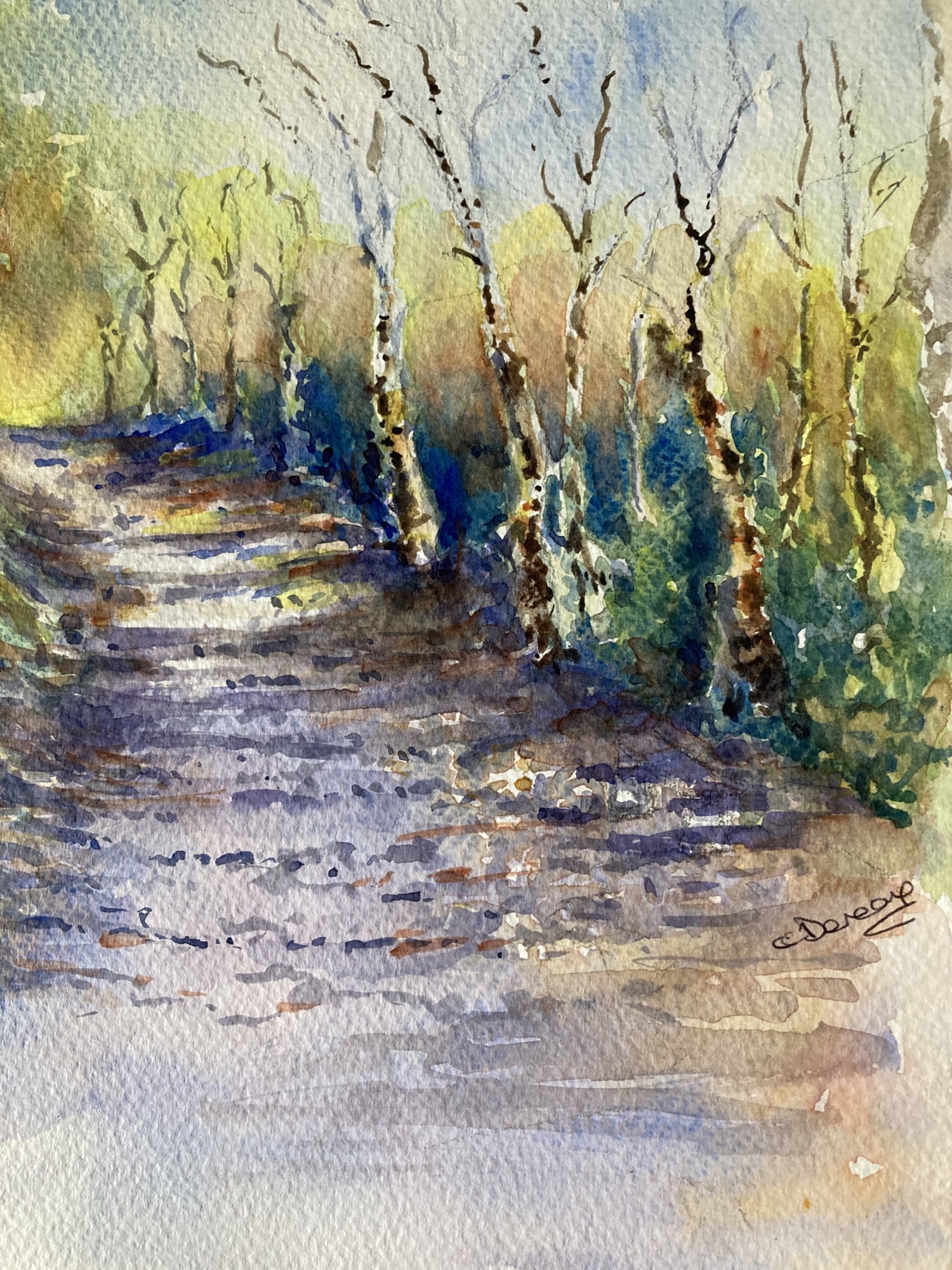 Silver birch walk