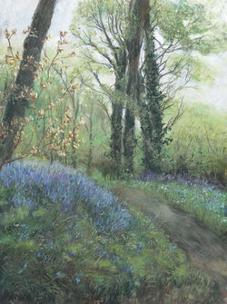 Bluebell Wood