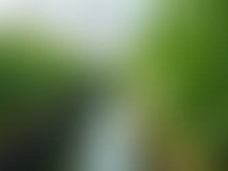 Sources to Buy River Cane Plants: Your Guide to Finding the Best River Cane