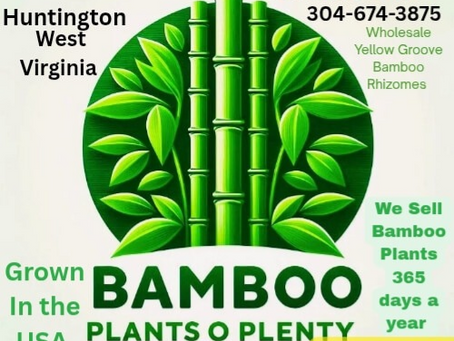 **How to Grow a Giant Exotic Yellow Groove Running Bamboo Plant Rhizome (6-12 Ft) - Written byBryan Watterson