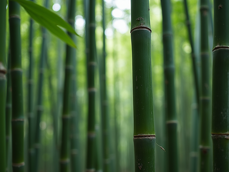 Bamboo Plants O Plenty: Transforming Landscapes with Versatility