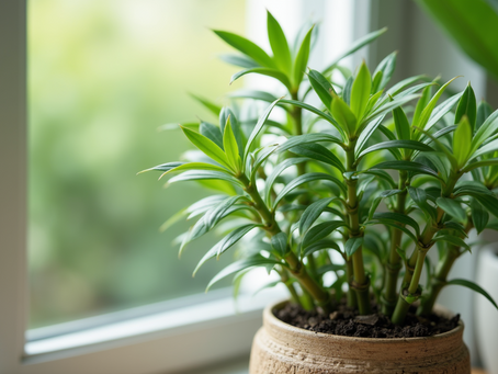 Best Bamboo Varieties for Small Spaces and How to Grow Them in Containers