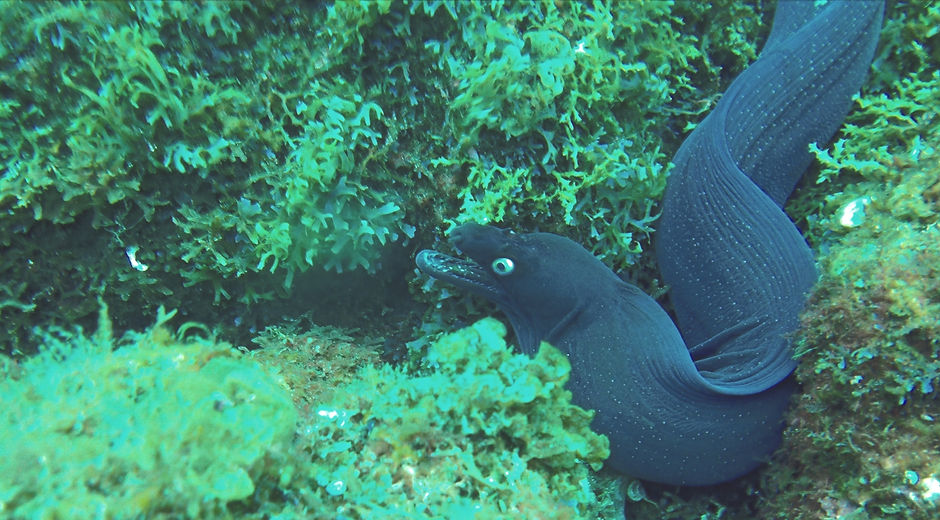Diving tour Vila Real de Santo António