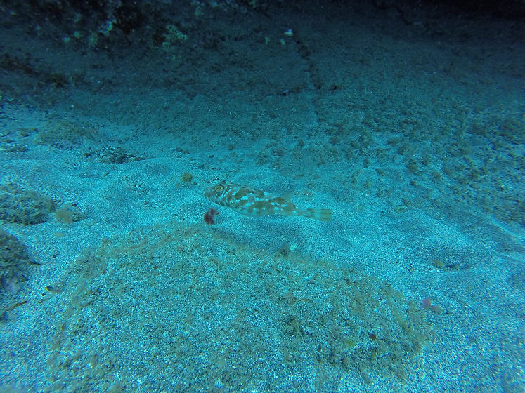 Dive tours Portugal