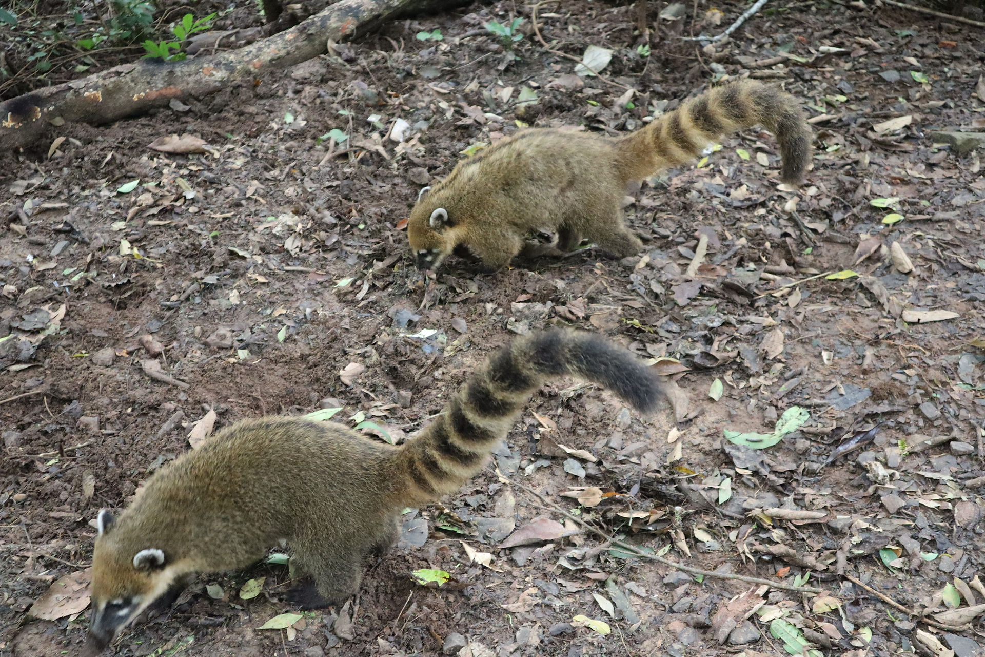 Coatis on ground