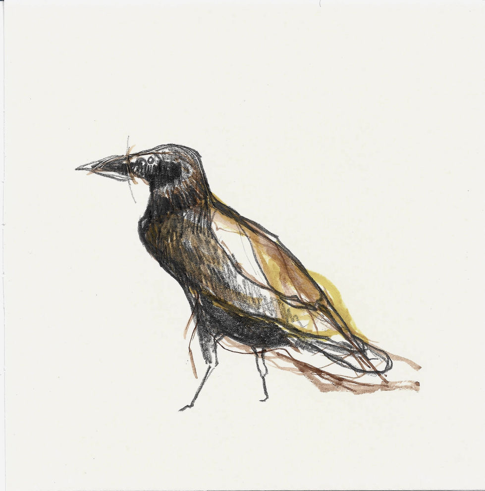 Corbeau