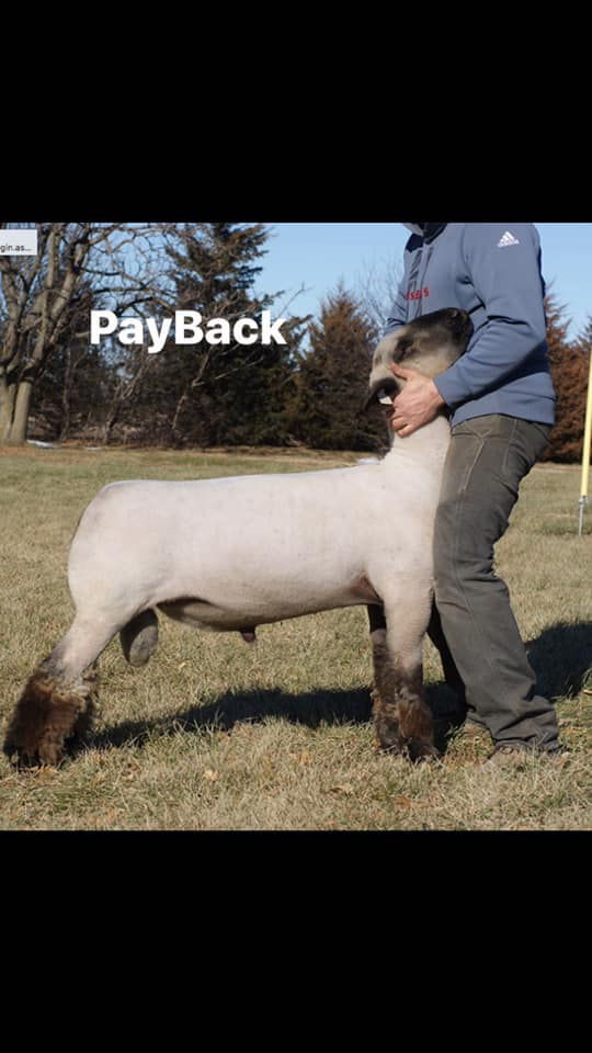 PayBack