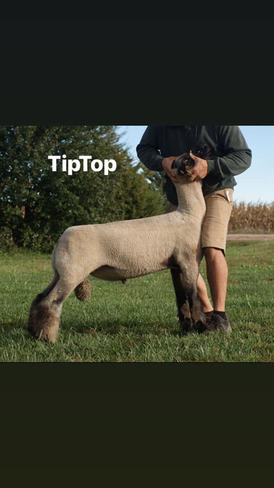 Tip Top
