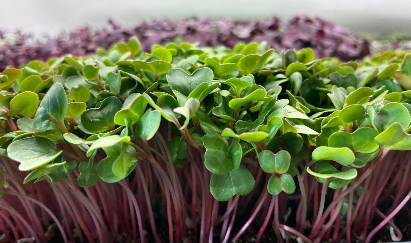 Micro greens for Humanity