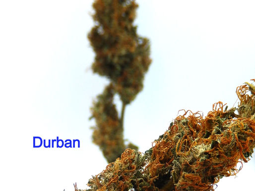 Himalayan & Pakistani flower & preroll drop