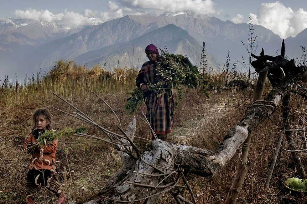 Mother and Daughter harvesting Cannabis