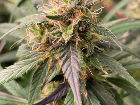 "as above, so below", what separates RCM Co. Canna Meds