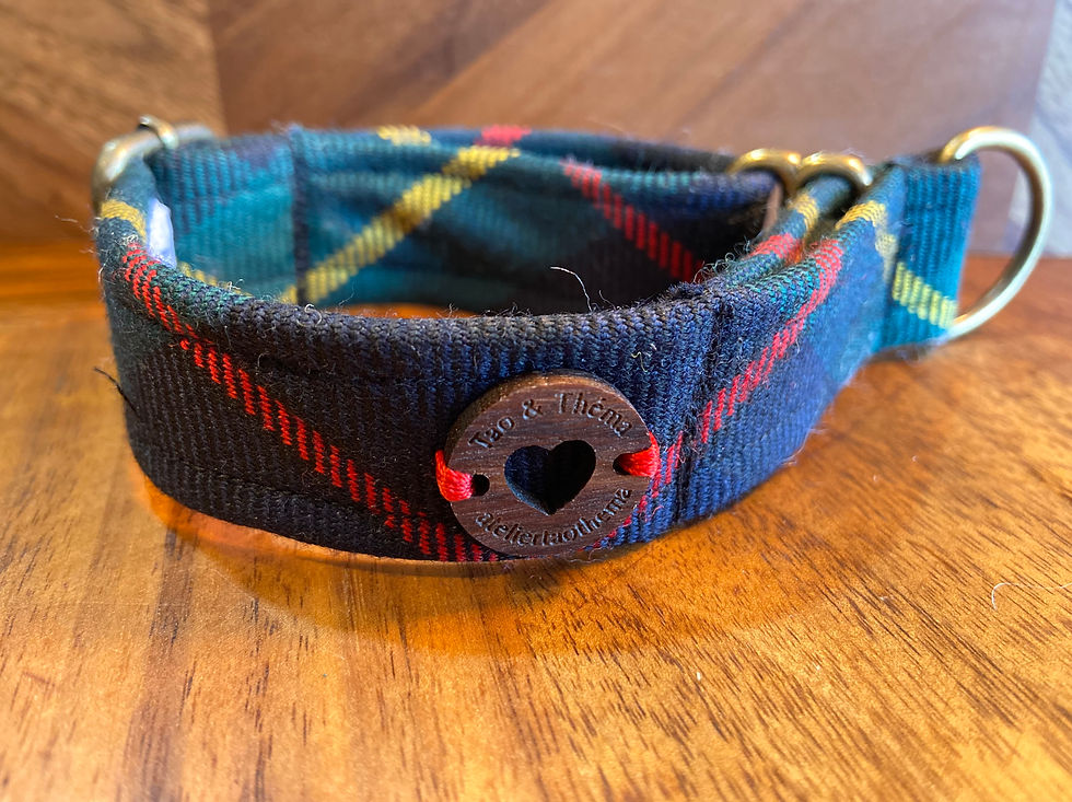 collier martingale réglable lévrier italien et whippet en tartan cameron hunting pur laine sur sangle coton  vue de face