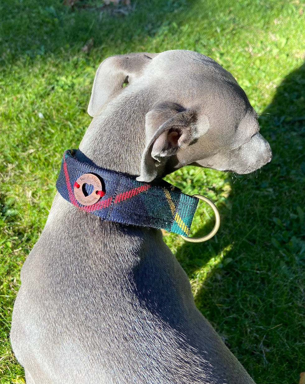 Miniature : petit lévrier italien bleu avec collier martingale réglable en tartan Scotland tissé en Écosse
