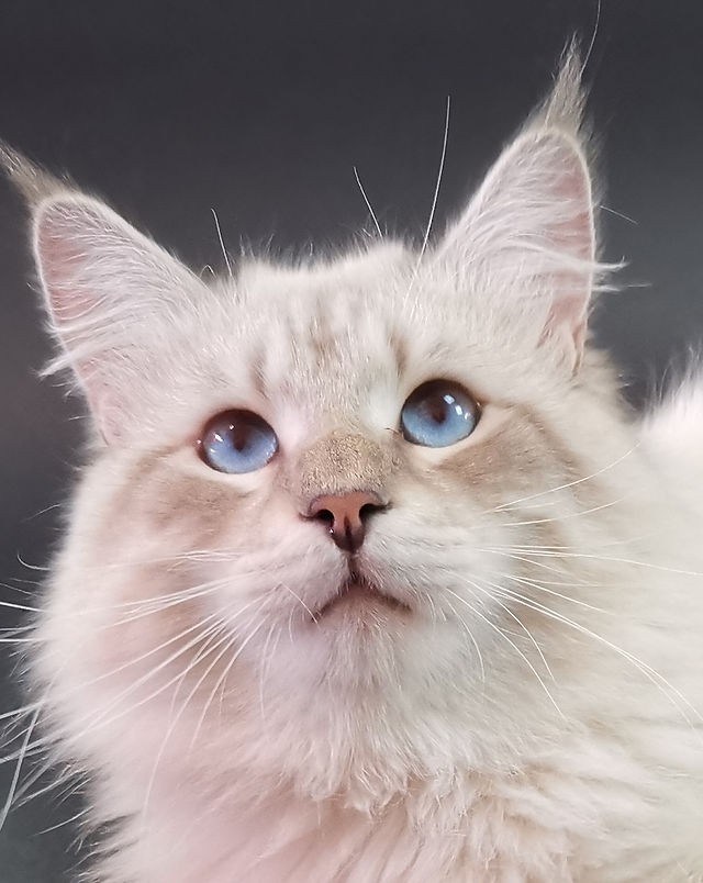 Chats Siberiens Neva Perle D Anjou Neva Aubagne France