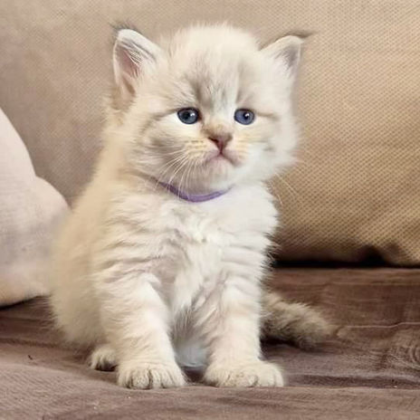 Chaton Sibérien Neva Masquerade
