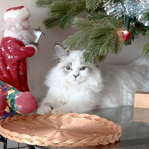 chaton sibérien néva masquerade