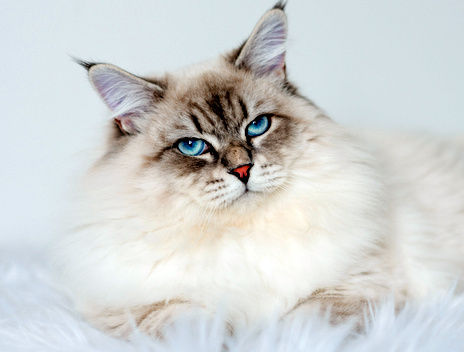 chat sibérien néva masquerade