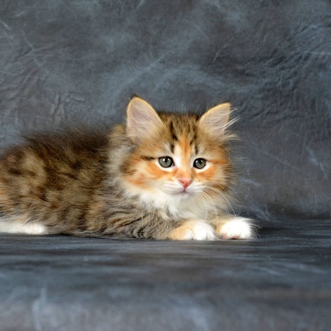 Chaton Sibérien traditionnel élevage Perle d'Anjou