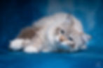 DSC00571copie.jpg