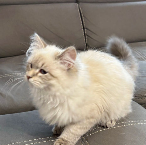 Chaton Sibérien Neva Masquerade