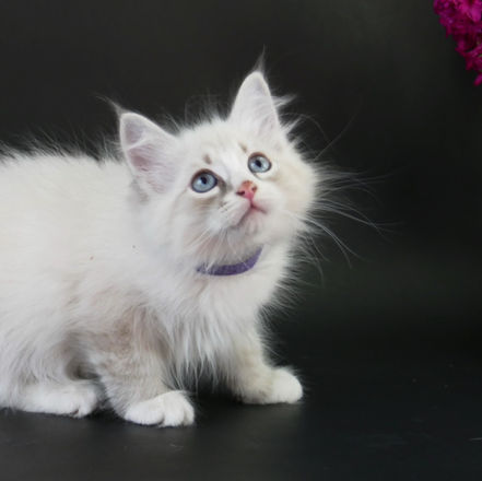 chaton Sibérien