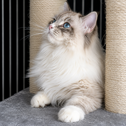 Chat sibérien majestueux dans son arbre à chat