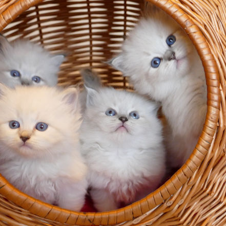 Siberian kitten